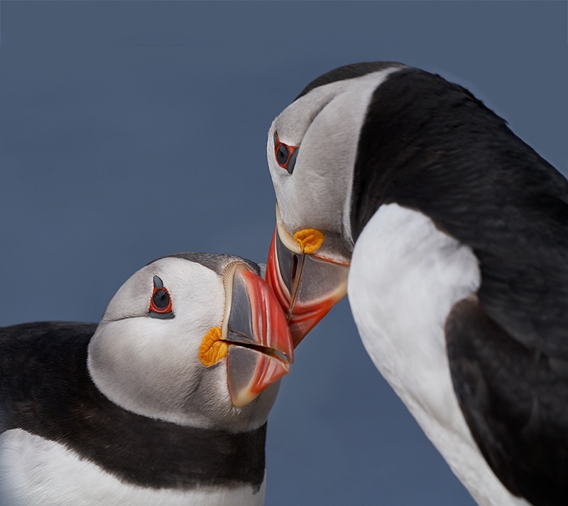 1_Atlantic-Puffins-billing-courtship-_A7R5573-Seahouses-UK-1