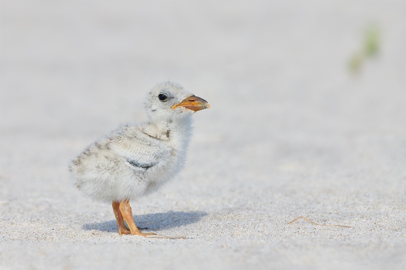 1_Black-Skimmer-chick-_BUP1137-Nickerson-Beach-Park-Lido-Beach-Long-Island-MY-1