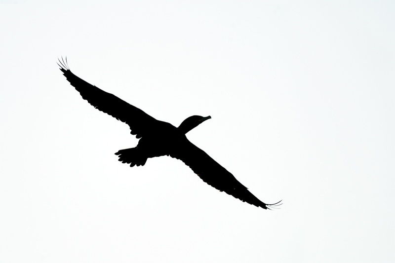 1_Double-crested-Cormorant-pre-dawn-flight.-_A920174-Santee-Lakes-CA-1