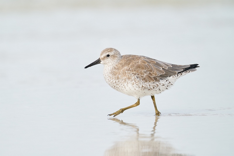 1_Red-Knot-striding-with-raised-foot-_A9B7286-Fort-DeSoto-Park-FL-1