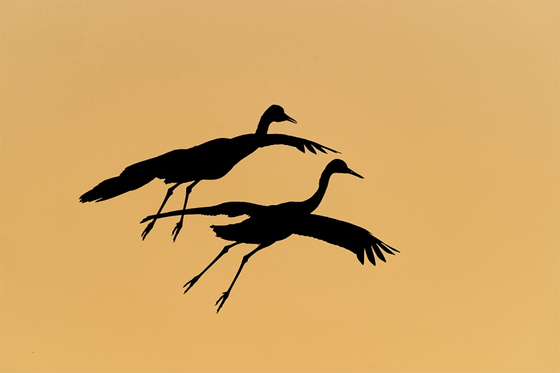 1_Sandhill-Cranes-parachuting-down-_A923435-Bosque-del-Apache-NWR-San-Antonio-NM-1