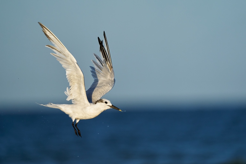 1_Sandwich-Tern-taking-flight-after-bath-_A9B2605-Fort-DeSoto-Park-FL-1