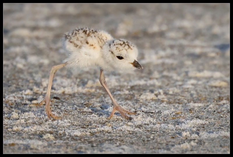 1_lou-snowy-plover-chick-image005