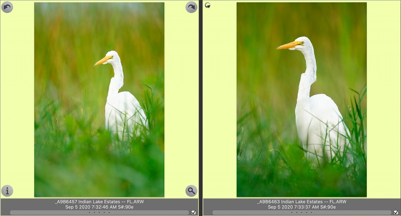 2-Great-Egret-RAWs