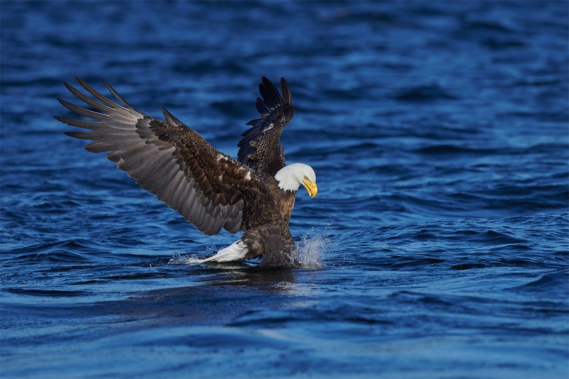 2_Bald-Eagle-striking-fish-_BUP0761-nr-Dryden-Ontario-CA-1