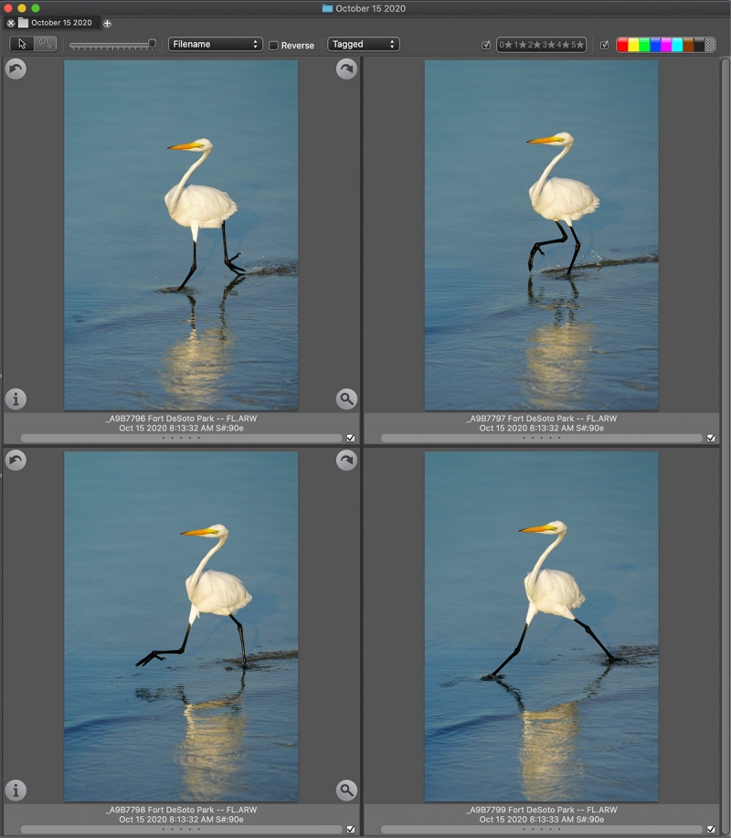 4-great-egrets-Ph-Mech-SQ-1