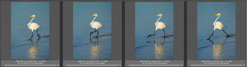 4-great-egrets-striding-Untitled-1