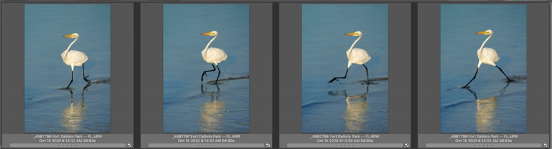 4-great-egrets-striding-Untitled-1