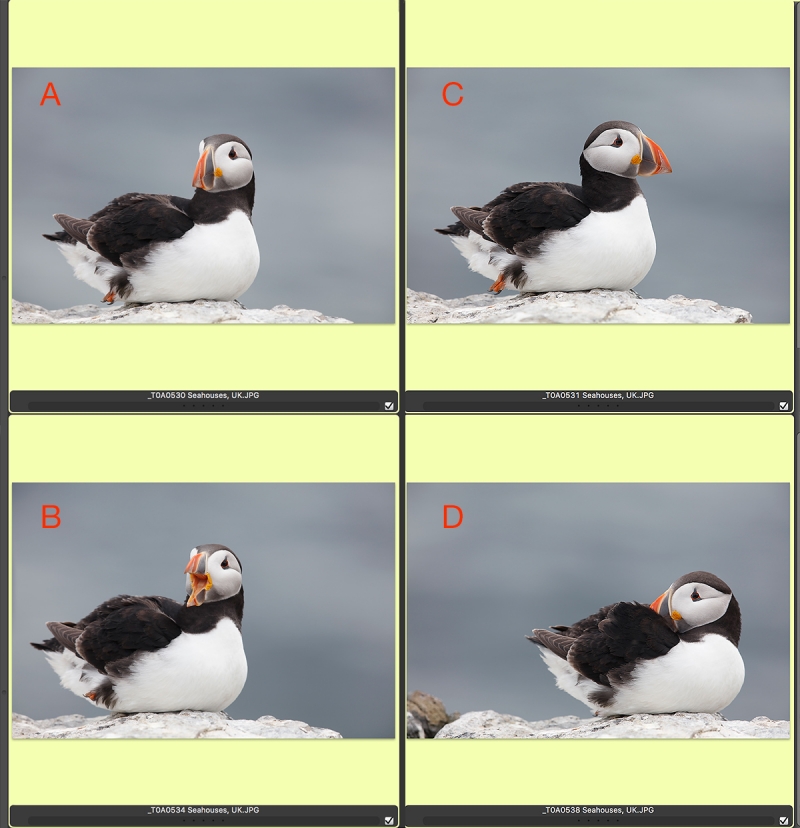 4-puffinsA