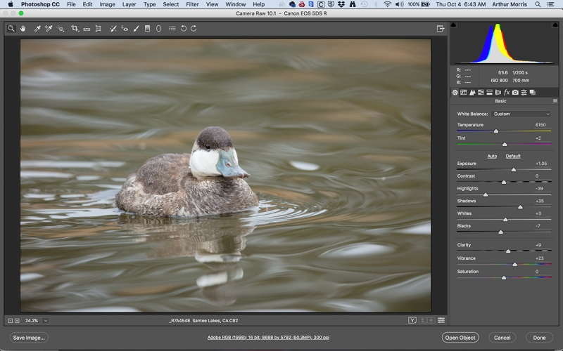 ACR-RUDDY-DUCK