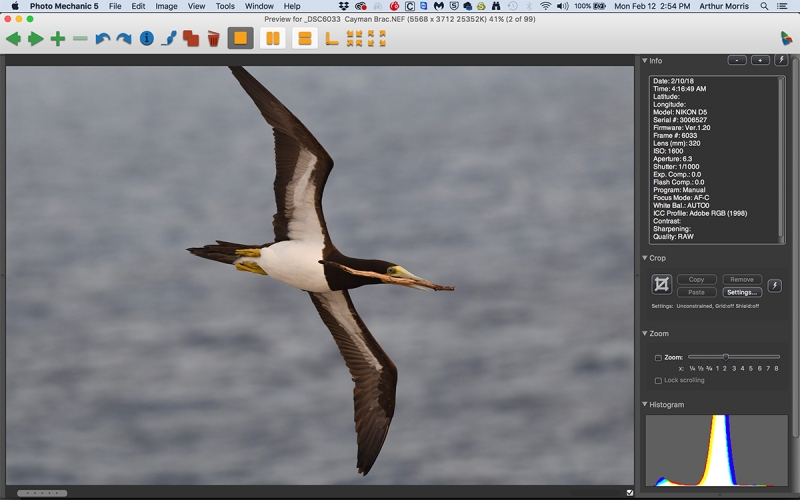 ACR-booby-clipped-wingtip