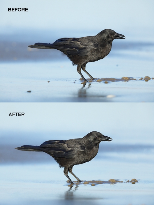 AM-Crow-before-and-after-_P3A0628-Carpinteria,-CA