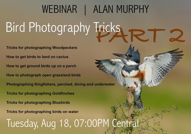 AM-webinar-Belted-kingfisher-56-copyc