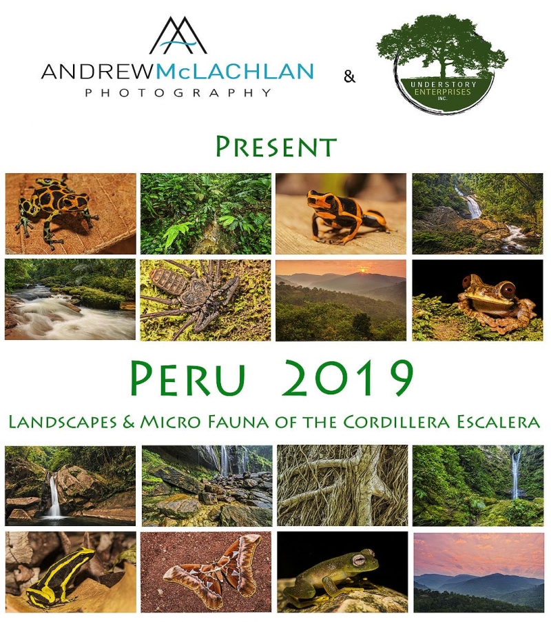 ANDMCL-this-one-Peru-2019-2