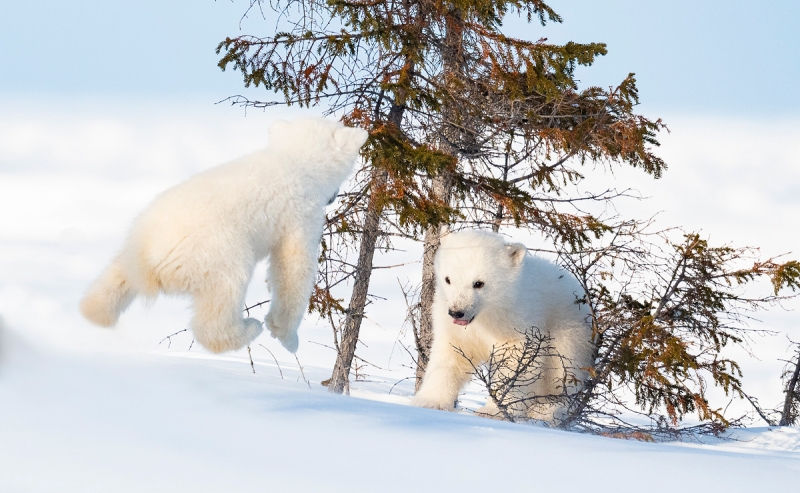 ANITA-PB-#2-cubs_DSC1838-Churchill-FEB--2019-Edit