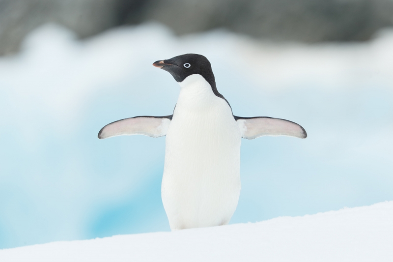 Adelie-Penguin-on-ice-wings-spread-_Y7O8655-Hope-Bay,-Antarctica