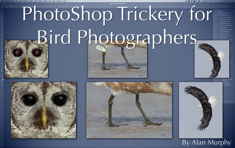 Alan-M-photoshop-trickery-for-bird-photographers