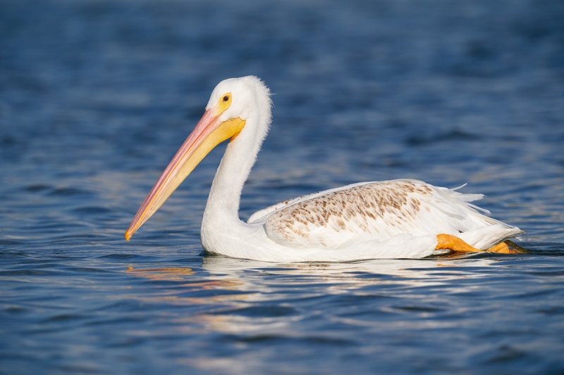 Amercian-White-Pelican-juvenile-with-brown-feathers-on-the-back-_A9B8331-Fort-DeSoto-Park-FL-1