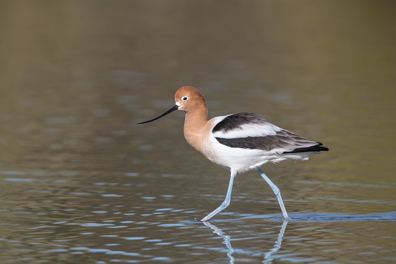 American-Avocet-breeding-plumage-striding--_DSC8071--Gilbert-Water-Ranch-Riparian-Preserve,-Phoenix,-AZ