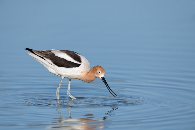 American-Avocet-feeding-_DSC5358--Gilbert-Riparian-Preserve,-Phoenix,-AZ