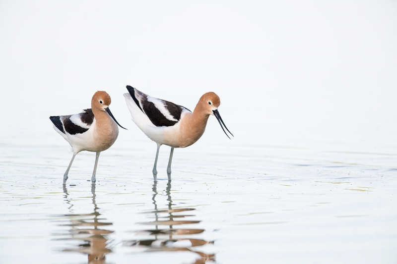 American-Avocet-pair,-male-calling-_DSC4558--Gilbert-Riparian-Preserve,-Phoenix,-AZ