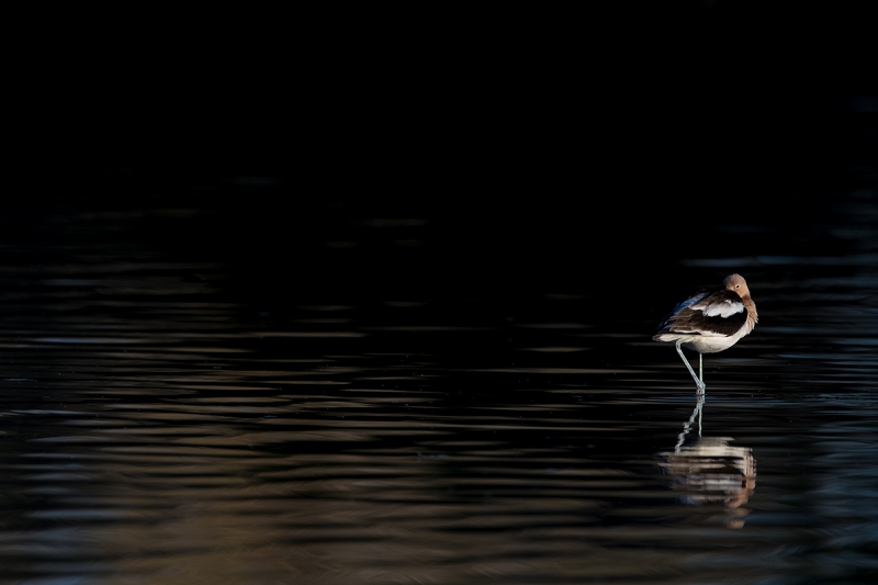 American-Avocet-sidelit-in-black-water-_DSC9791--Gilbert-Water-Ranch-Riparian-Preserve,-Phoenix,-AZ