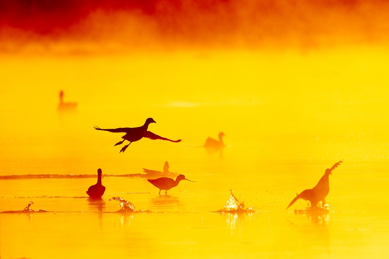 American-Coot-fire-in-the-mist-take-off-_J1I8928--Gilbert-Water-Ranch,-Phoenix,-AZ