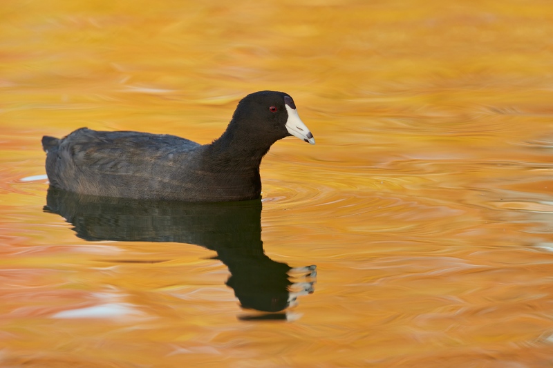 American-Coot-in-early-morning-reflections-_Q5A9879-Lakeland-FL-1