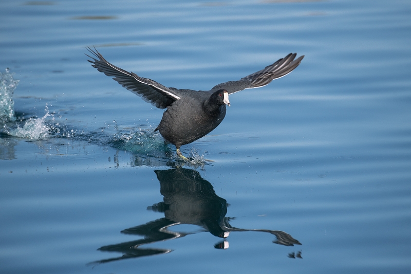 American-Coot-in-flight-REDO_DSC9231--Gilbert-Water-Ranch-Riparian-Preserve,-Phoenix,-AZ