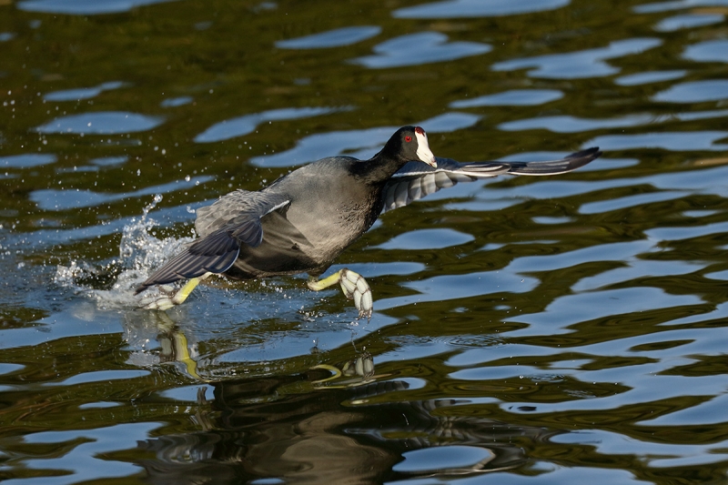 American-Coot-running-7D-II-1-4-_Y8A4474--Santee-Lakes,-CA