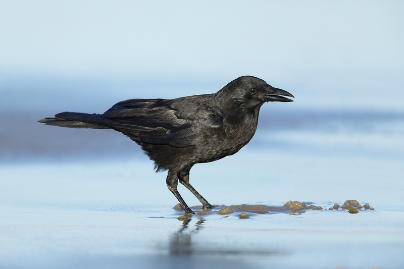 American-Crow-_P3A0628-Carpinteria,-CA