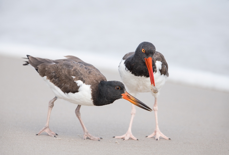 American-Oystercatcher-feeding-fledged-chick-_MAI4356Nickerson-Beach-Park,-Gilgo-Beach,-NY