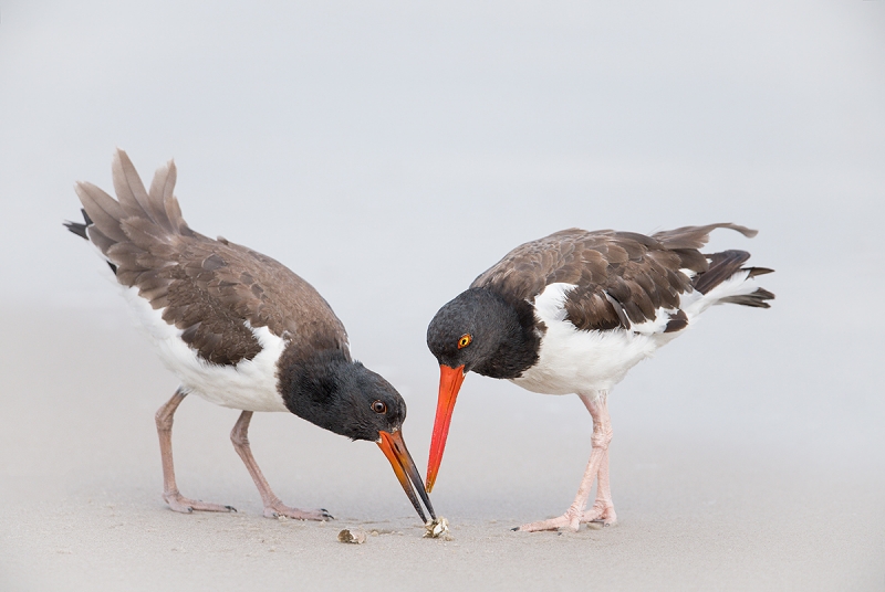 American-Oystercatcher-fledgling-eating-sand-crab-_MAI4404Nickerson-Beach-Park,-Gilgo-Beach,-NY