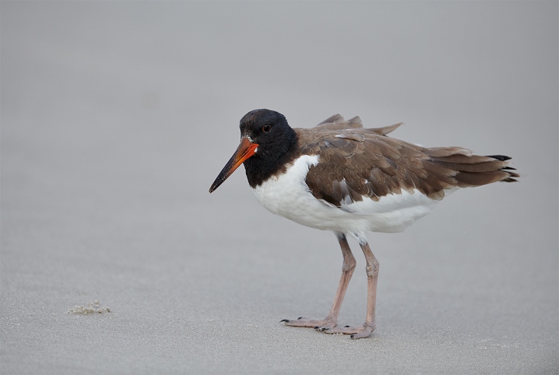 American-Oystercatcher-juvenile-_MAI4430Nickerson-Beach-Park-Gilgo-Beach-NY-1