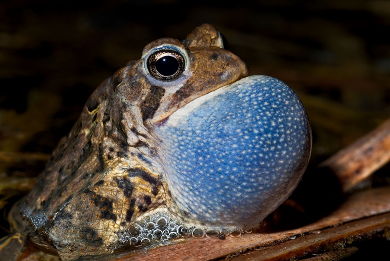 American-Toad-INFL-sac_8574