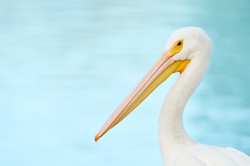 American-White-Pelican-L-_7R47883-Lakeland-FL-1