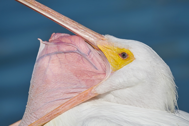 American-White-Pelican-cleaning-bill-pouch-_BUP8899-Lakeland,-FL