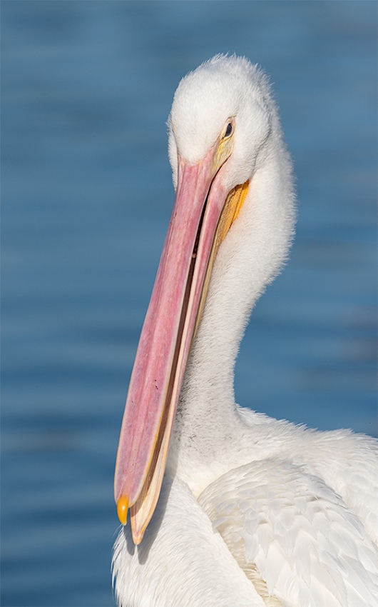 American-White-Pelican-immature-_BUP8589-Lakeland-FL