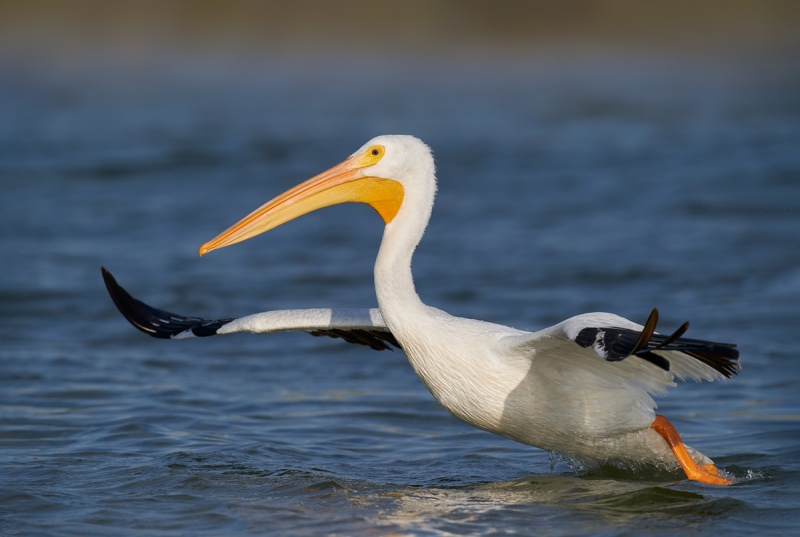 American-White-Pelican-taking-flight-1200mm-_A9B8394-Fort-DeSoto-Park-FL-1