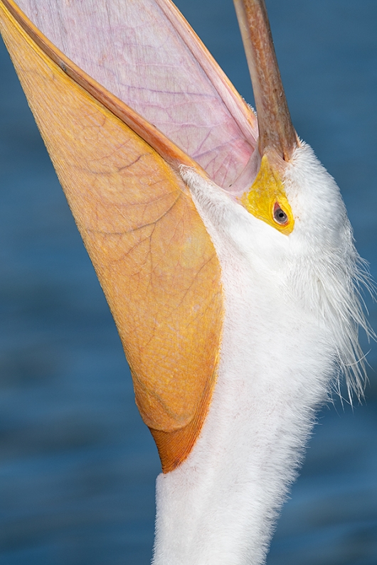 American-White-Pelican-tight-head-throw-_BUP8835-Lakeland,-FL