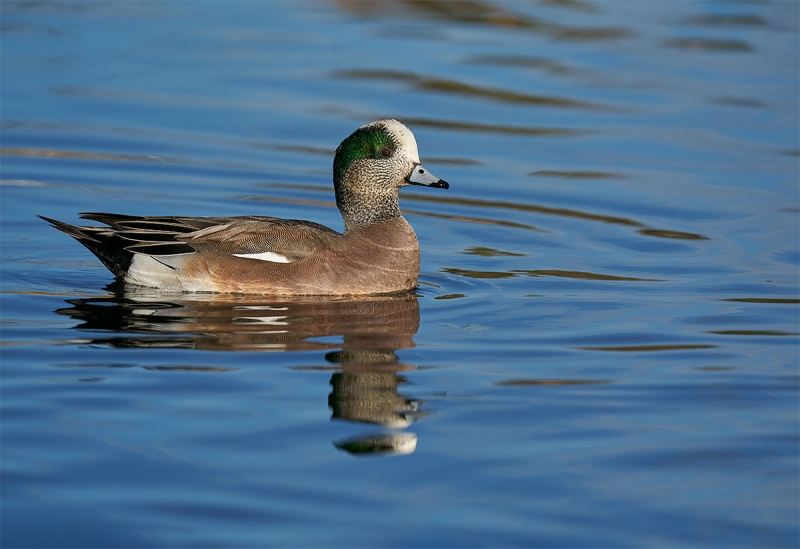 American-Wigeon-drake-_A928634-Socorro-NM-1