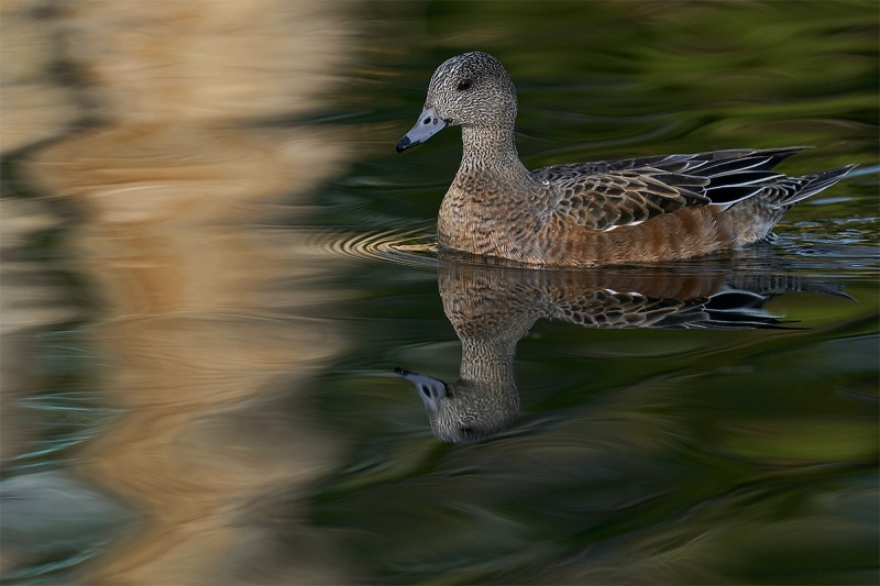 American-Wigeon-hen-_A928859-Socoorro-NM-1