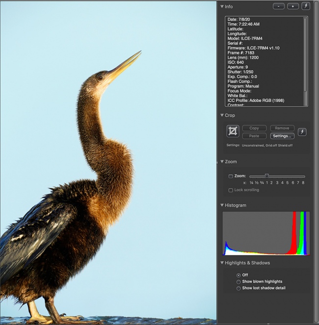 Anhinga-ORIG