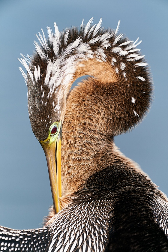 Anhinga-adult-female-breeding-plumage-preening-_A9A1501-Lakeland-FL-1