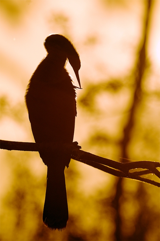 Anhinga-backlit-preening-at-sunrise-_W5A2119-Gatorland,-Kissimmee,-FL