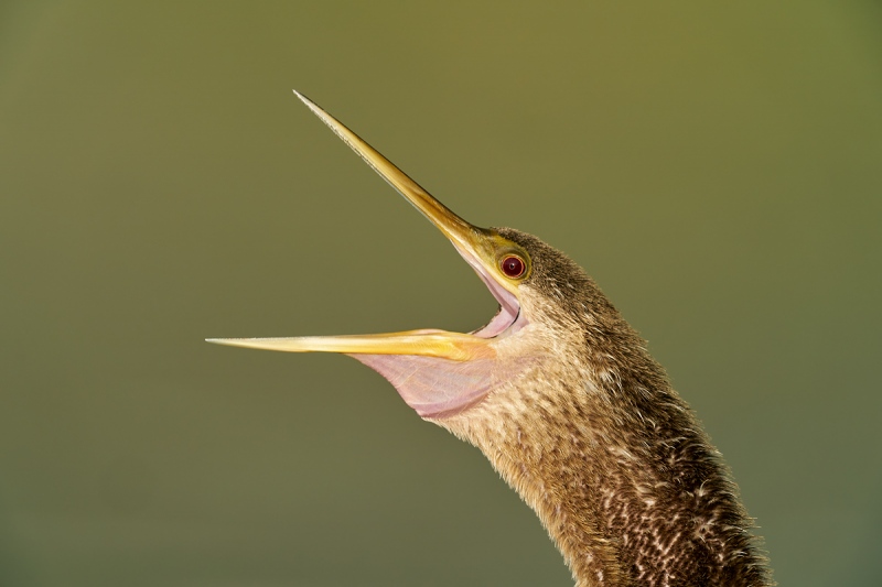 Anhinga-calling-_A920477-Lakeland-FL-1