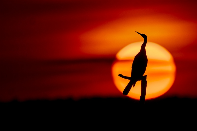 Anhinga-elegant-at-sunset-_DSC6247-Indian-Lake-Estates-FL-1