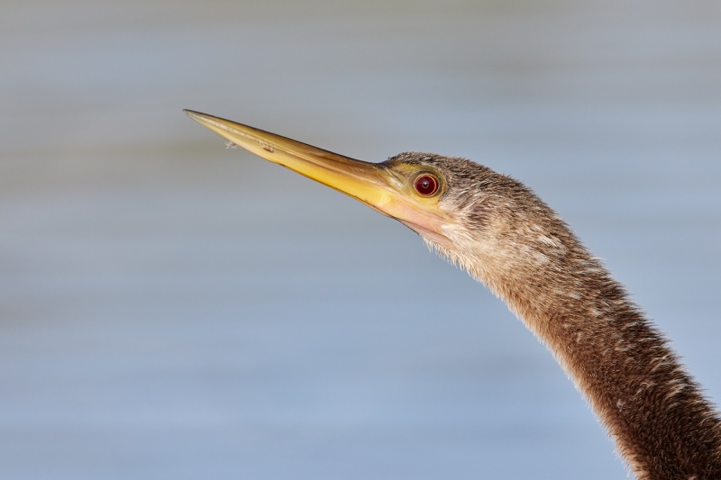 Anhinga-head-portrait-_Q5A1690-Lakeland-FL-1