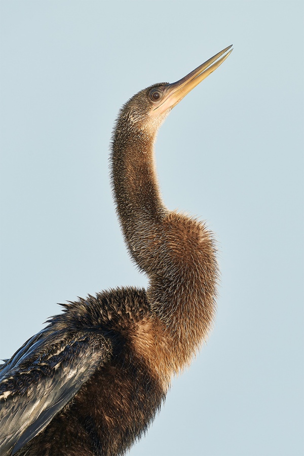 Anhinga-immature-_7R47183-Indian-Lake-Estates-FL-1