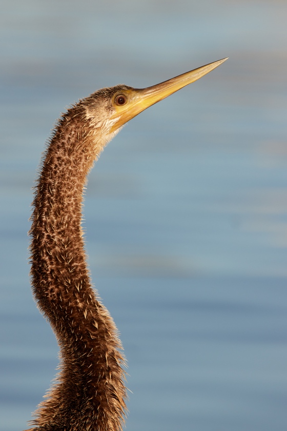 Anhinga-immaure-head-and-neck-_Q5A0044-Lakeland-FL-1